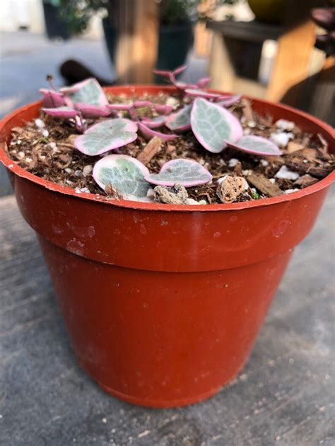 Variegated String of Hearts Rare Succulent | Etsy
