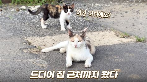 새끼 고양이들과 집 근처까지 놀러 온 어미 고양이 쫀니와 쪼꼬미들 🏝️ 베베집사 제주살이 Youtube