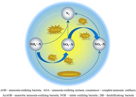 Ammonia Oxidation Pathway And Functional Microorganisms During Nitrogen Download Scientific