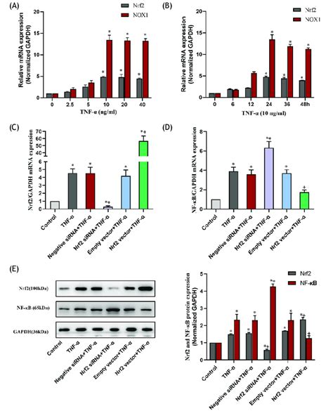 Nox And Nrf Expression And The Effects Of Nrf On The Expression Of