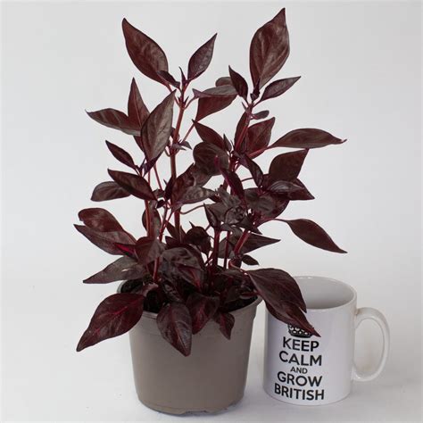 Iresine Herbestii Cherry Blood Leaf 13cm Pot Opperman Plants Ltd