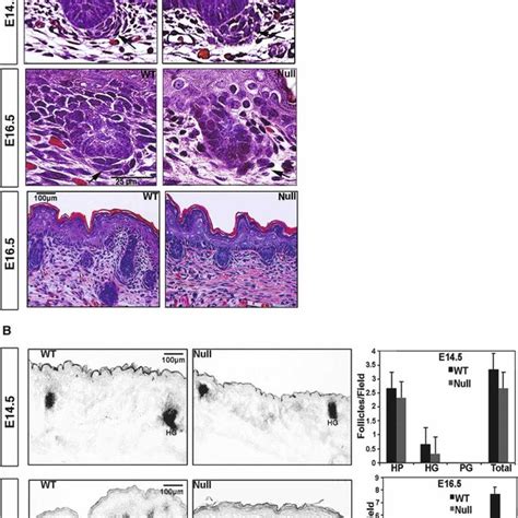 Role Of Laminin And Integrin In Hair Follicle Downgrowth And Dp