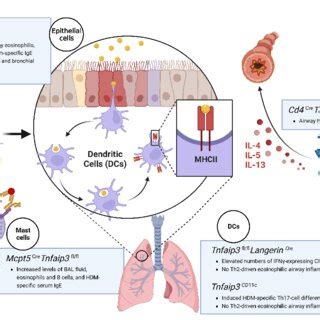 Schematic illustration of various cell-specific knockout mouse models ...