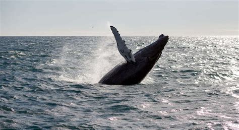 Whale Watching from Reykjavik - Reykjavik | FREETOUR.com