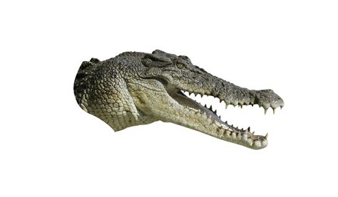 Crocodiles Tyrannosaurus - alligator png download - 1350*790 - Free Transparent Crocodile png ...