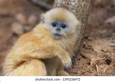 492 Golden Snub Nose Monkey Images, Stock Photos & Vectors | Shutterstock