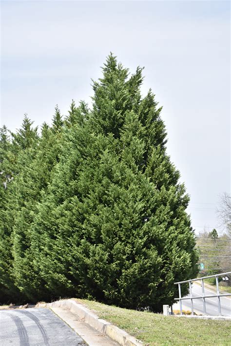 Leyland Cypress - Buchanan's Native Plants