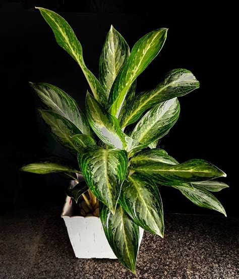 Belas Plantas Ornamentais De Aglaonema Em Um Vaso Branco Imagem De