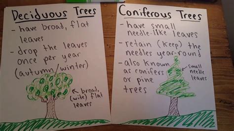 4-23 Deciduous vs. Coniferous Trees in 2023 | Conifer trees, Deciduous ...