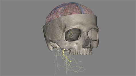 Premium Photo | The lingual nerve carries sensory innervation from the ...