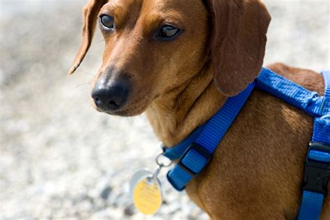 BEST Dog Harness For Dachshunds [Buyer's Guide] - Dachshund Station