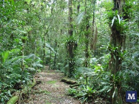 Chácara Edith Floresta preservada no coração da cidade