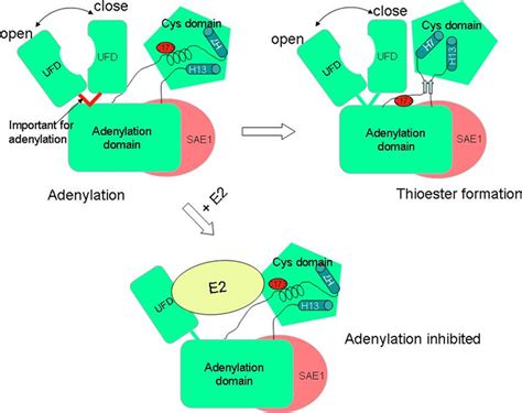 Model Of The E2 Inhibitory Effect On E1 Catalyzed SUMO Adenylation The