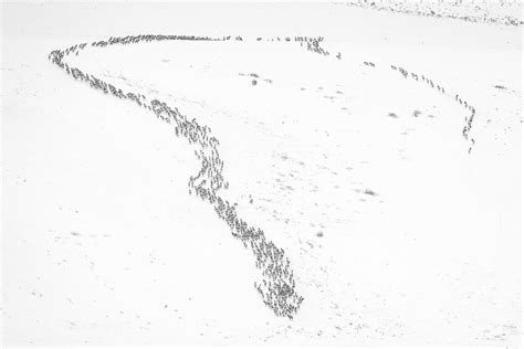 SNAPPED: Elk move in herds of hundreds on the Refuge