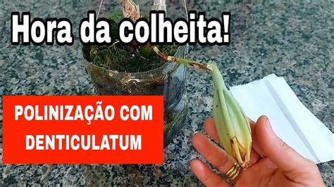 Resultado Da Poliniza O Que Usei As Polineas Do Catasetum Denticulatum