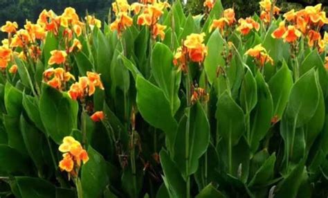 King Humbert Canna Lily Rhizome Etsy