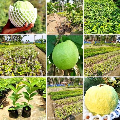 Full Sun Exposure Green VNR BIHI GUAVA PLANT For Fruits At Rs 60 Piece