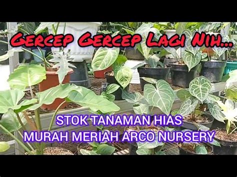 Gercep Lagi Nihstok Tanaman Hias Murah Meriah Arco Nursery Youtube