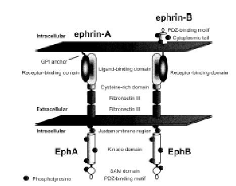 Eph Ephrin Bidirectional Signaling Schematic Of Domain Structure Of