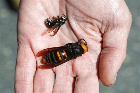 Eco Talk About The Asian Giant Hornet