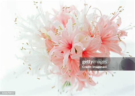 1,521 Monocot Flowers Stock Photos, High-Res Pictures, and Images - Getty Images