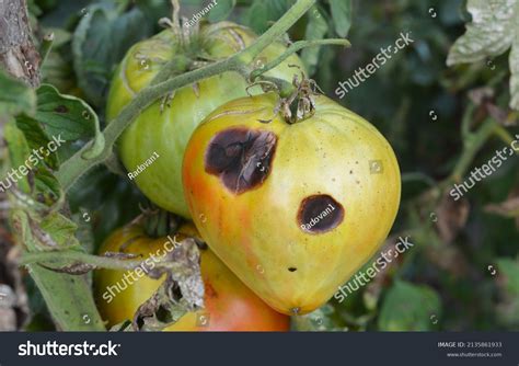 Anthracnose Tomato Disease Rot Spots On Stock Photo 2135861933 ...