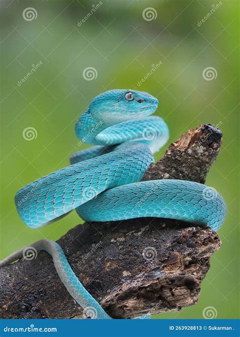 Blue Viper Snake On A Branch Viper Blue Insularis Trimeresurus