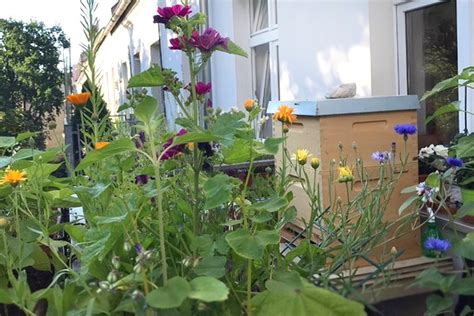 Hobbyimker Werden Eigene Bienen Im Garten Halten Einfach Stephie