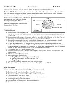 Clam Dissection Lab