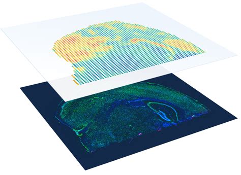 Spatial Gene Expression X Genomics