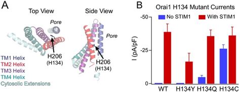 Figures And Data In A Sulfur Aromatic Gate Latch Is Essential For