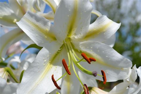 White Lily - Green Thumb Advice