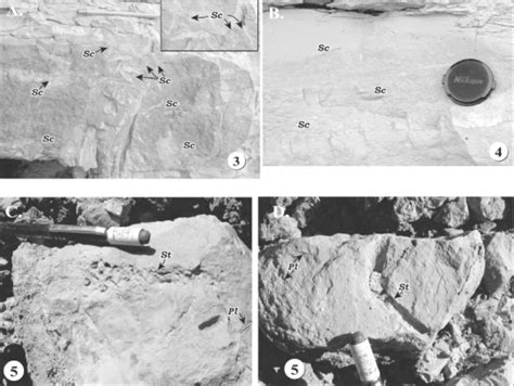 Ichnofossils from supralittoral-zone strata of the Luman Tongue ...