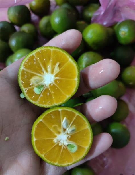 JERUK SONKIT KASTURI 1KG LEMON CUI JERUK KUNCI JERUK SAMBAL JERUK