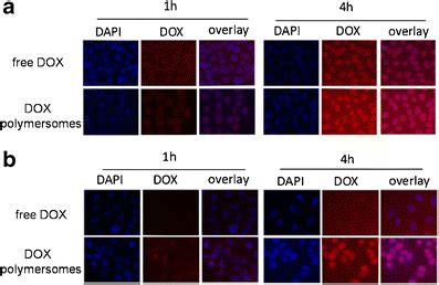 A Uptake Behaviors Of Free DOX And DOX Polymersomes At 1 And 4 H In