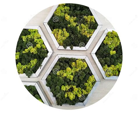 Stabilized Multicolored Icelandic Moss In A Soccer Ball Design Stock