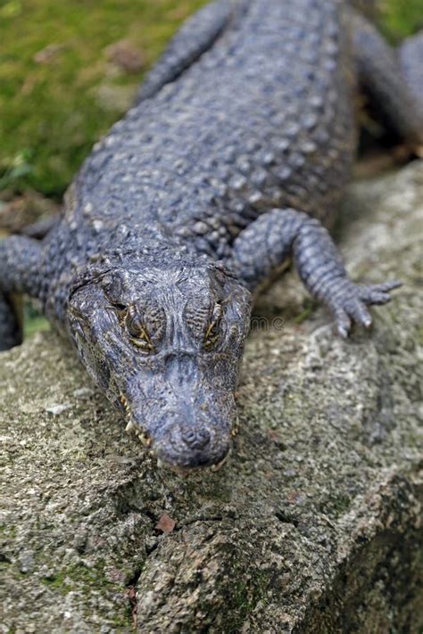 Alligator, or Jacare in Portuguese Stock Image - Image of animal, fear ...