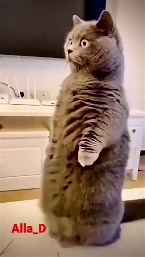 cute animal try not to laugh 3