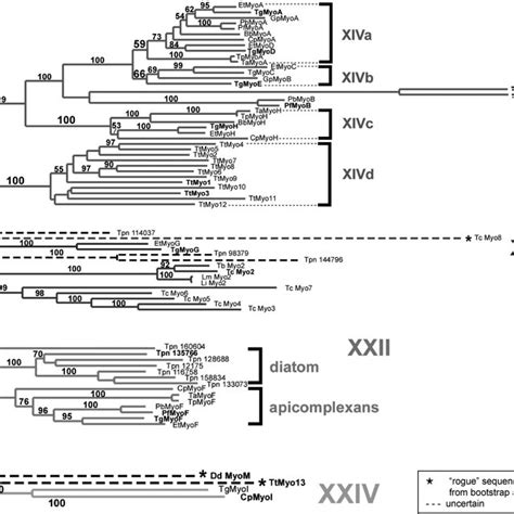 2 Scheme Of A Toxoplasma Gondii Tachyzoite With A Detailed Model Of Download Scientific