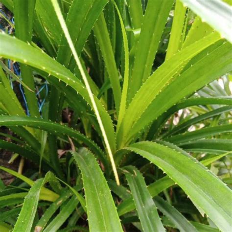 Jual Daun Pandan Berduri Segar Kg Shopee Indonesia