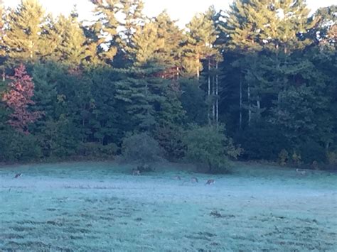 Deer and Apples, somewhere in NH | Natural landmarks, New hampshire ...