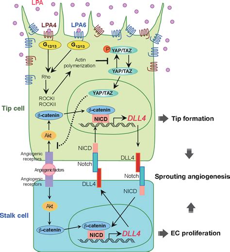 Figure 1 From Lysophosphatidic Acid Induced YAP TAZ Activation Promotes