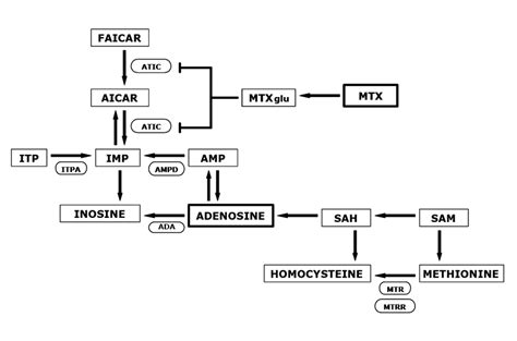 Simplified Representation Of The Adenosine Metabolism Pathway Abc