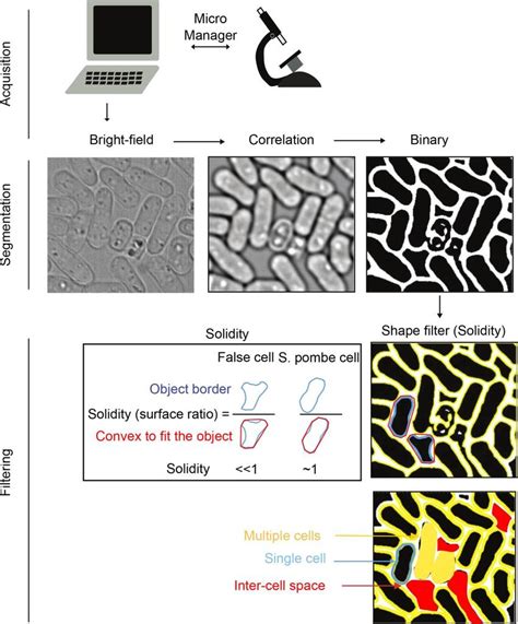 Schematic Description Of Maars Cell Segmentation Pipeline Maars Is A