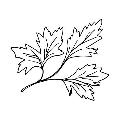 Simple Vector Ink Drawing Parsley Branch Leaves In Black Outline