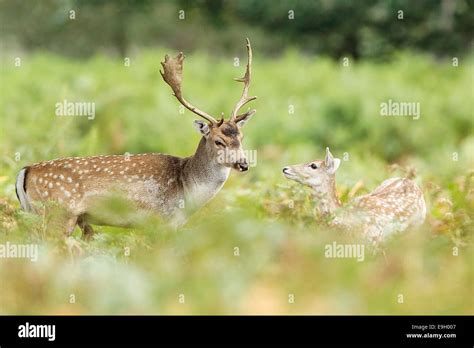 Fallow Deer Dam Dama Stag Interacting With A Fawn During The Annual