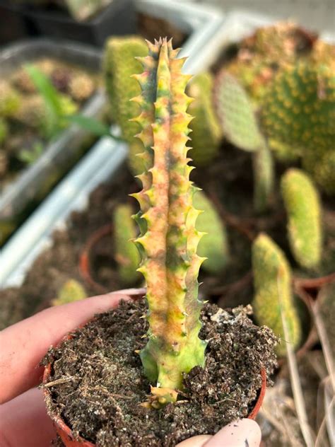 Huernia Zebrina Variegata Succulents Huernia Kaktusy Sukulenty