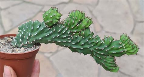 Euphorbia Pseudocactus Cristata Helmut Matk Kakteenkulturen