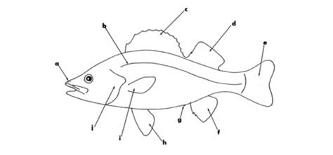 Perch Anatomy Flashcards | Quizlet