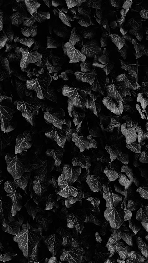 Black Ivy Mobile Wallpapers | 4K | Ultra HD